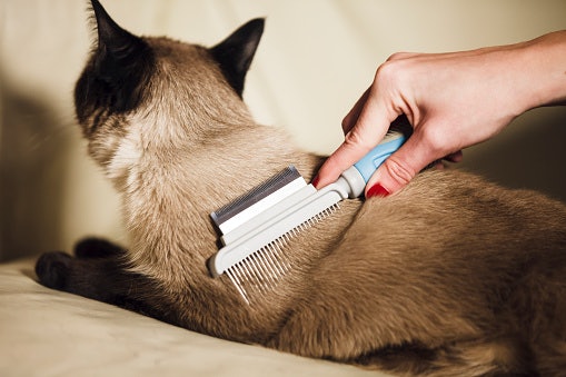 For Long-Haired Cats: Use Slicker Brushes or Wide-Tooth Combs to Help With Detangling