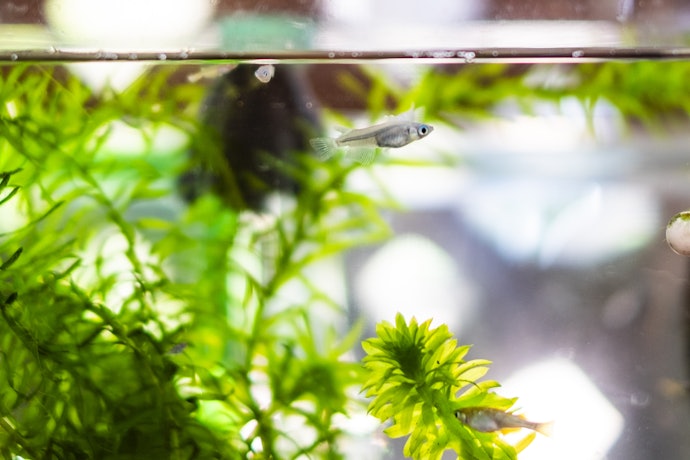 Go for Adjustable Flow Pumps to Match Your Fish and Plants