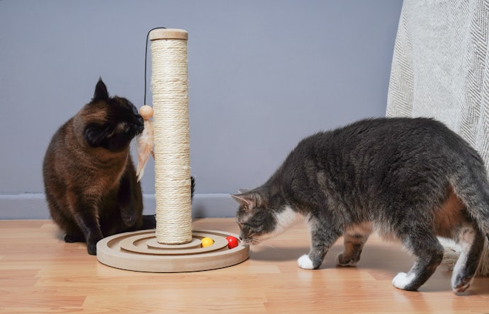 Simple Scratching Posts Are Best for Small Spaces