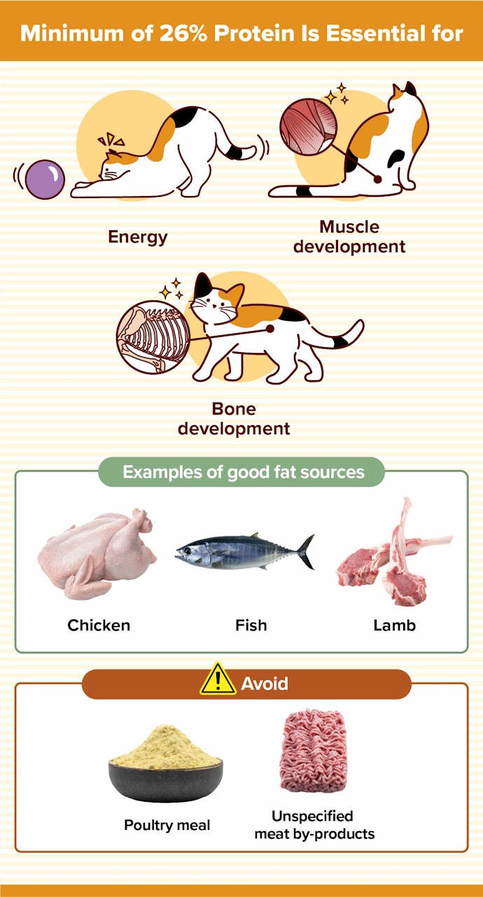 Prioritize Named Animal Proteins (Chicken, Fish, Lamb) Listed First on the Kitten Food Label