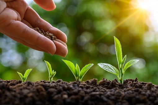 Opt for Granular or Powdered Foliar Feed If You Are on a Budget