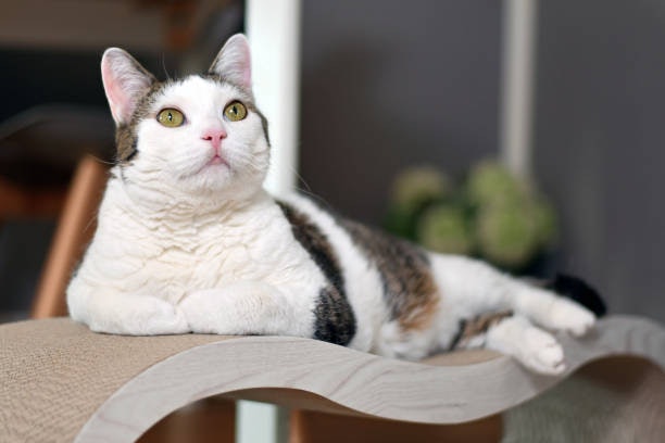 Go for a Freestanding Hammock for Floor-Loving or Senior Cats