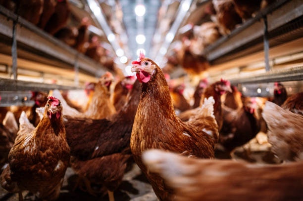 Layer Feed for Egg-Laying Hens (18+ Weeks): Boosts Shell Quality and Egg Production