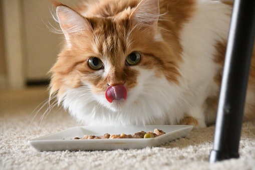 Wet Food Provides Added Hydration