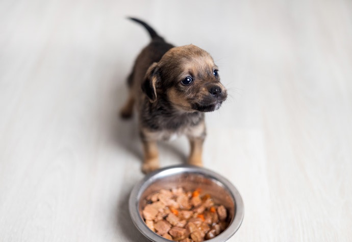 For Puppies: Choose Calorie-Dense, DHA-Rich, and Soft-Textured Food