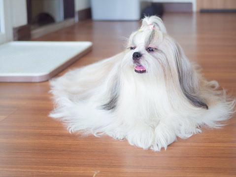 Keep Their Long Coat Soft and Shiny With Omega Fatty Acids and Vitamin E