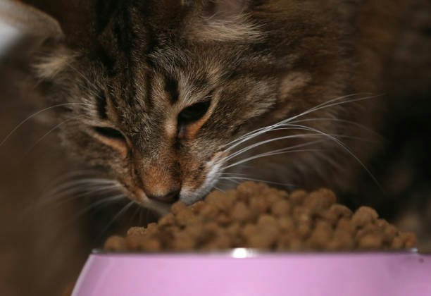 Senior Cats: Opt for a Lower-Calorie, Joint-Support Dry Cat Food