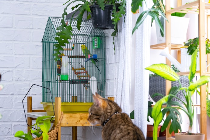 For Indoor Setups: Choose Space-Saving Cages With Enclosed Waste Trays