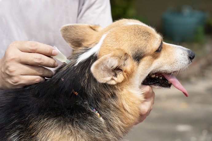 Select Fipronil, Imidacloprid, or Spinosad for Fleas