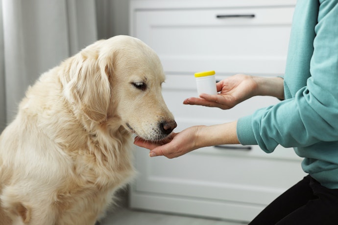 For Pregnant and Lactating Dogs: Folic Acid and Iron
