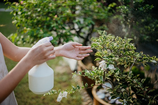 Go for a Potent Chemical Formula for Ornamental Plants