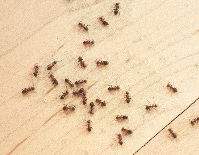 Consider Using Baits for Social Insects