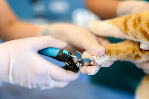 Guillotine Clippers Are Best for Quick Cuts but Require Care