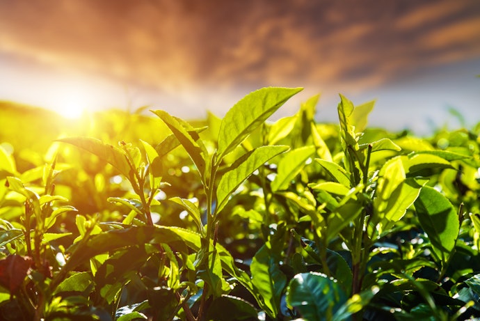 Green Tea Extract Promotes Hair Growth and Eliminates Split Ends