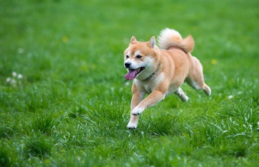 18-25% High-Quality Animal-Based Proteins for Muscle Growth