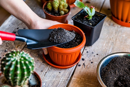 Seeds Are Affordable and Easier to Buy