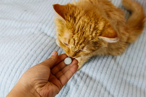 Vitamins and Minerals Help Maintain Overall Body Functions