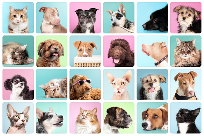 For Organized Photos: Check for Collage and Template Options