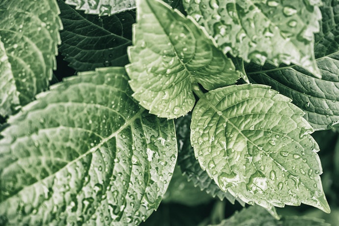 Menthol and Methyl Salicylate for Antibacterial Purposes