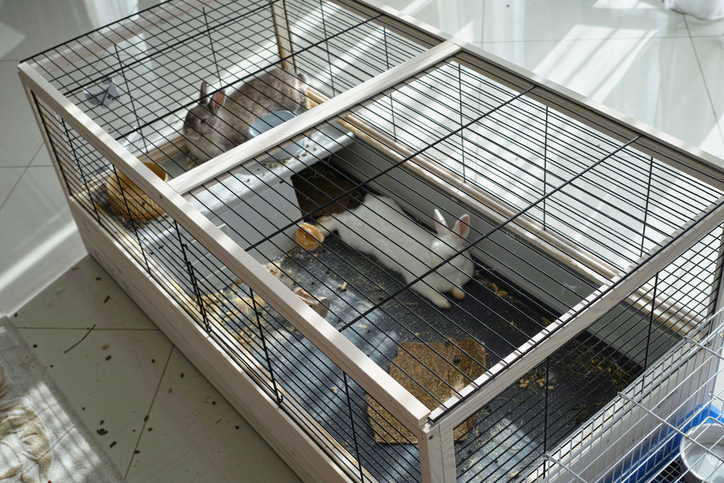 10 Best Rabbit Cages in the Philippines 2026 | mybest