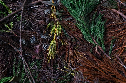 Woody Scents Offer Warm Opulence