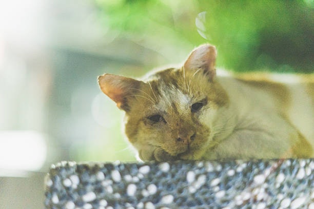 Adult Cats: Check Weight Brackets per Product Label Before Buying