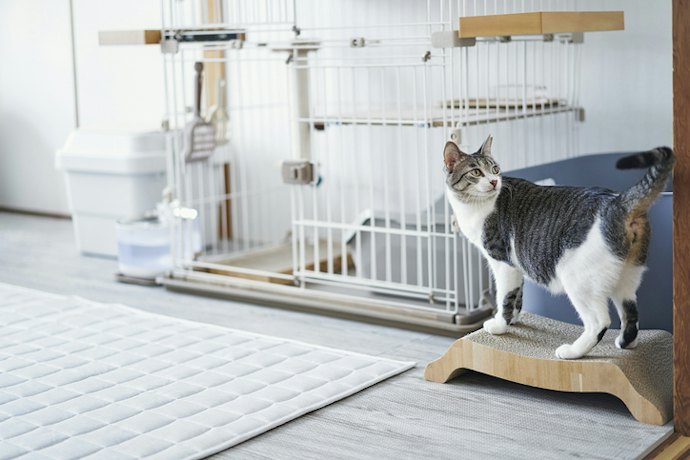 For Temporary Confinement at Home: Select Indoor Enclosures