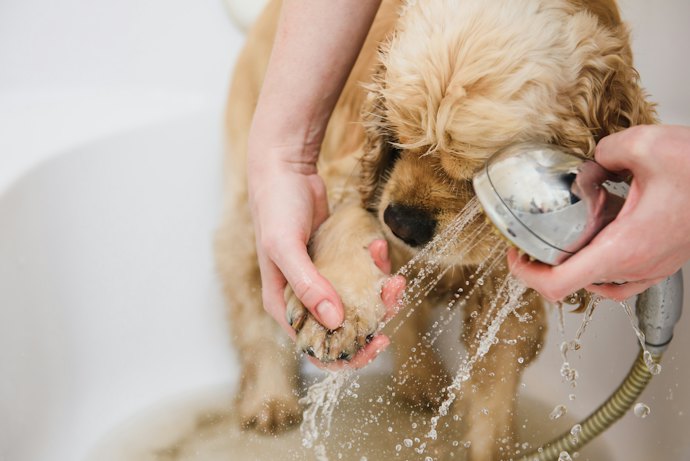 For Puppies: Choose Tear-Free, Puppy-Specific Formulas