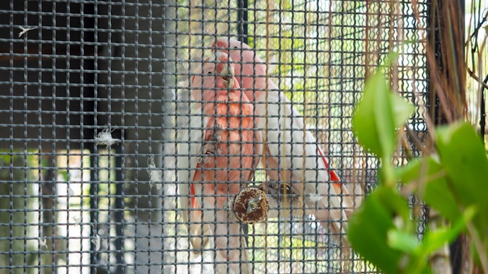 For Outdoor Use: Choose Rust-Resistant, Tightly Spaced Wire Cages With Locks