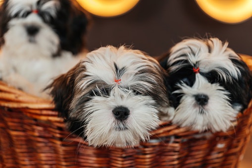 For Puppies: Prioritize Healthy Growth and Brain Development