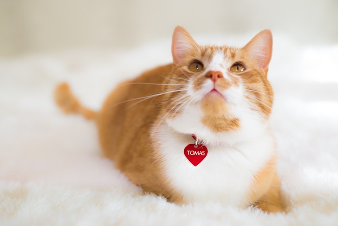 Identification Collars Serve As Your Cat’s Ticket Way Home When Lost