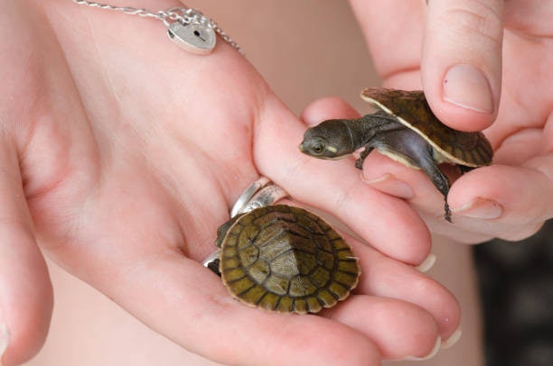 Feed Young Turtles More Protein and Calcium for Shell Growth