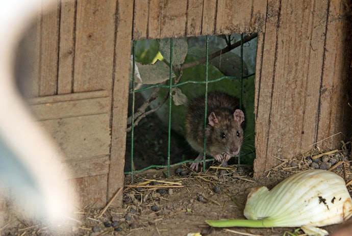 Avoid Coops That Sit Flat on the Ground in Rodent-Prone Areas