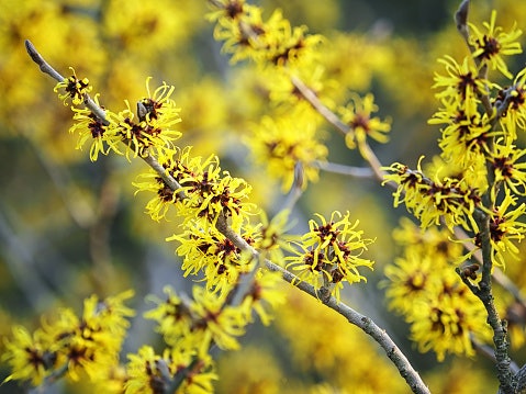 Witch Hazel Extract Manages Clogged Pores and Irritated Skin
