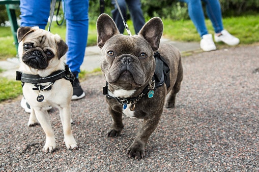 Breeds Prone to Skin Issues Thrive with Zinc and Omega Fatty Acids