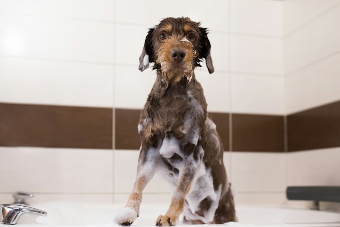 For Quick Relief: Opt for Shampoos, Sprays, and Powders