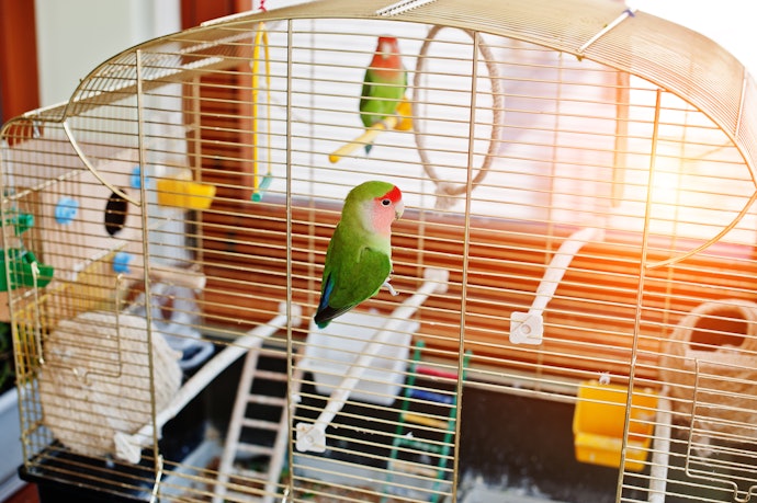 For Hobbyists or Breeders: Get Cages With Toy Hooks, Nest Box Slots, and Extra Doors