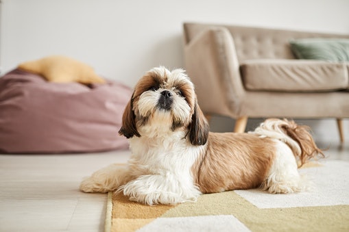 For Adult Dogs: Check for Balanced Nutrients and Calories to Maintain Overall Health