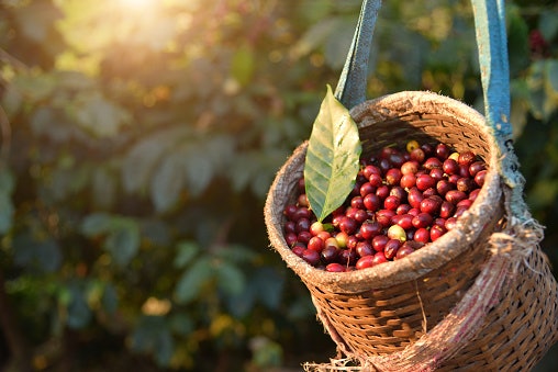 Arabica Beans Are Smoother and Sweeter