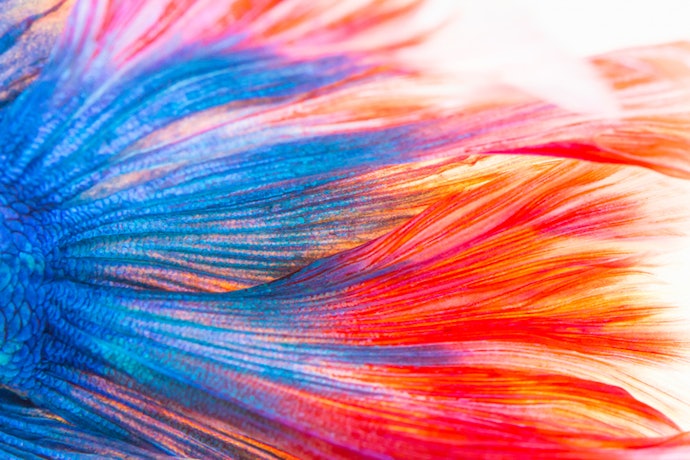 For Vibrant Color: Go for Astaxanthin, Spirulina, or Color-Enhancing Additives