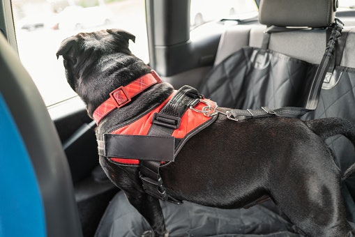 Back-Clip Harnesses: Best for Calm Dogs, Puppies, and Short Daily Walks
