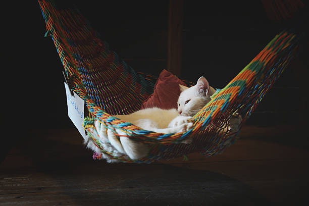 Choose Breathable Mesh or Cotton Fabrics to Keep Cats Cool in Warm Weather